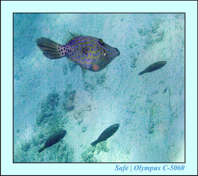 2008 - 07 - Redang - 043